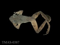 藏品(太田樹蛙)的圖片